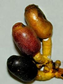   Fruits:   Sorocea pileata ; Photo by P. Alvarez Loayza, Field Museum of Natural History
